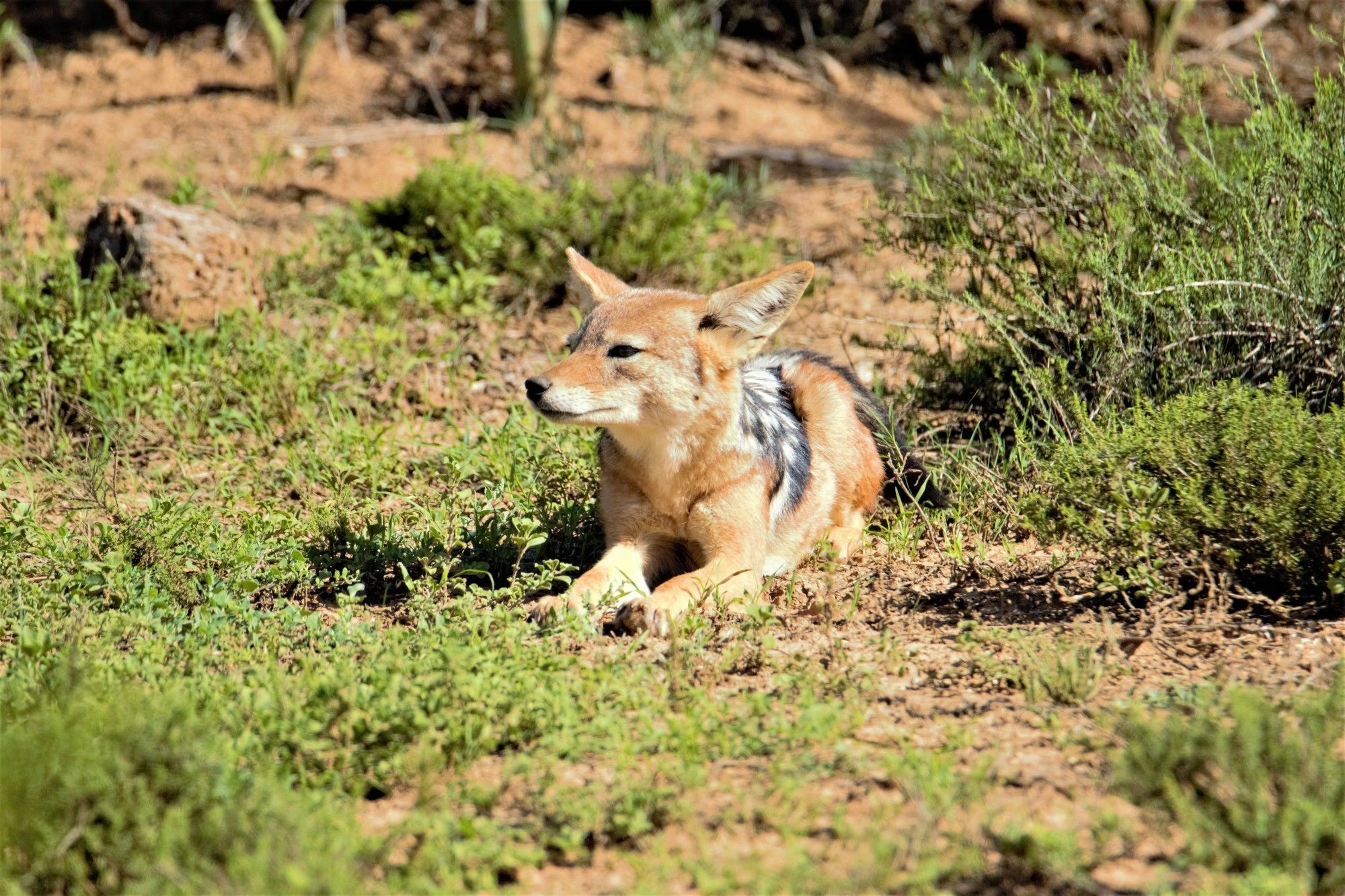 Hitgeheim Country Lodge Addo Dış mekan fotoğraf